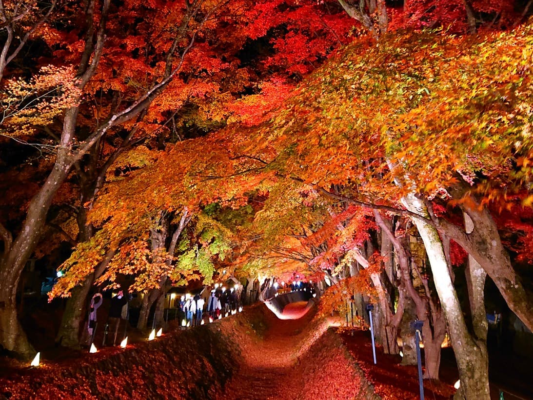 河口湖 もみじ回廊〜大石公園 富士山ビュー散歩
