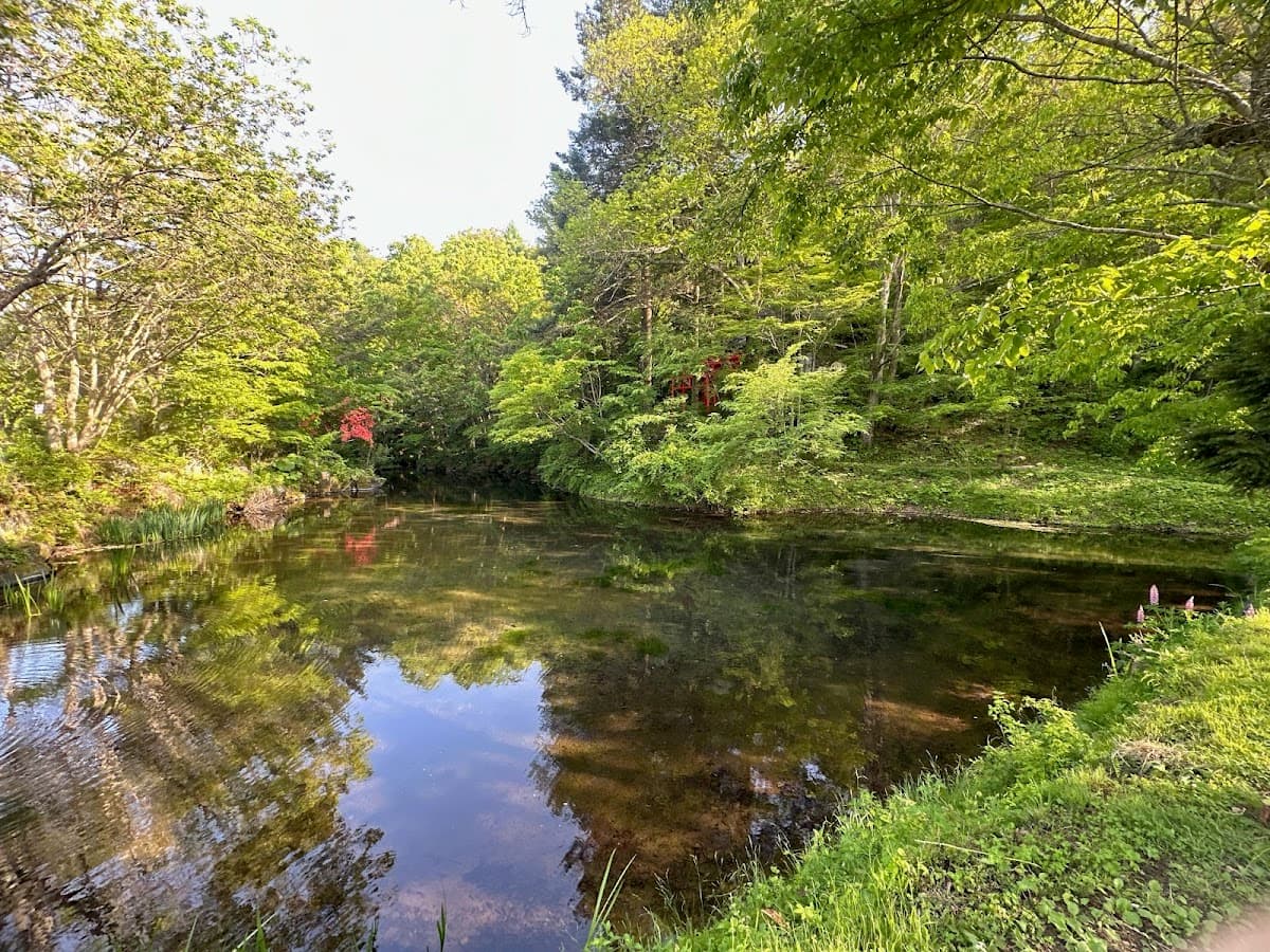 忍野八海 富士の湧水池めぐり の写真 4