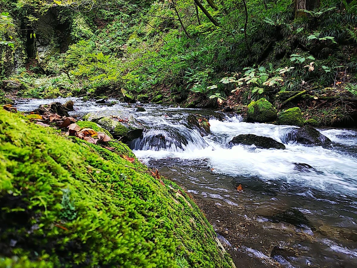 軽井沢 千ヶ滝せせらぎの道 森と滝の散歩 の写真 2