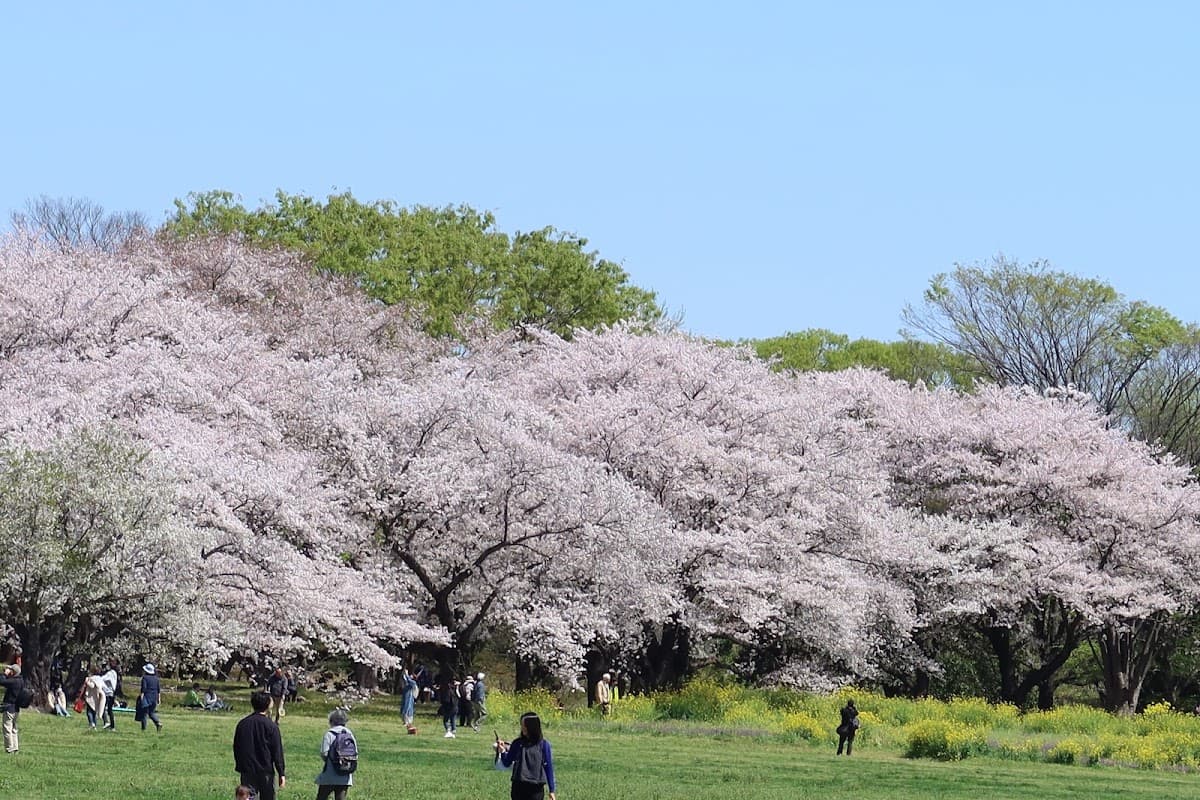 昭和記念公園 花と芝生のドッグラン散歩 の写真 2