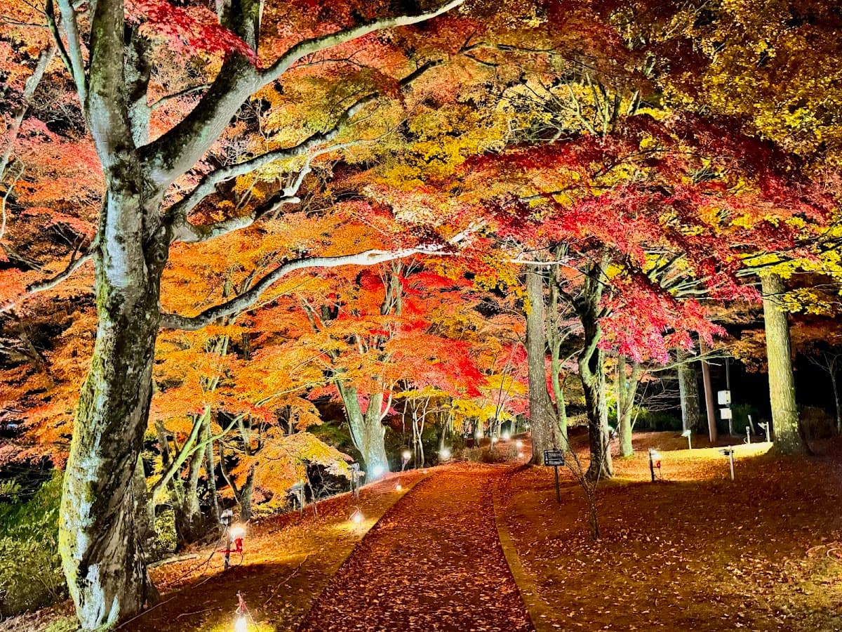 山中湖 富士山を望む湖畔散歩 の写真 5