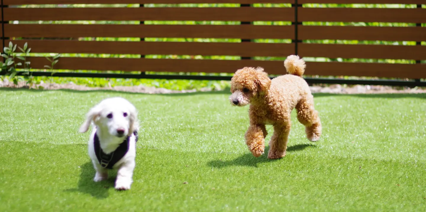箱根ペットホテル DogHub箱根仙石原 犬連れ旅行の拠点 ドッグランと自然に囲まれた施設