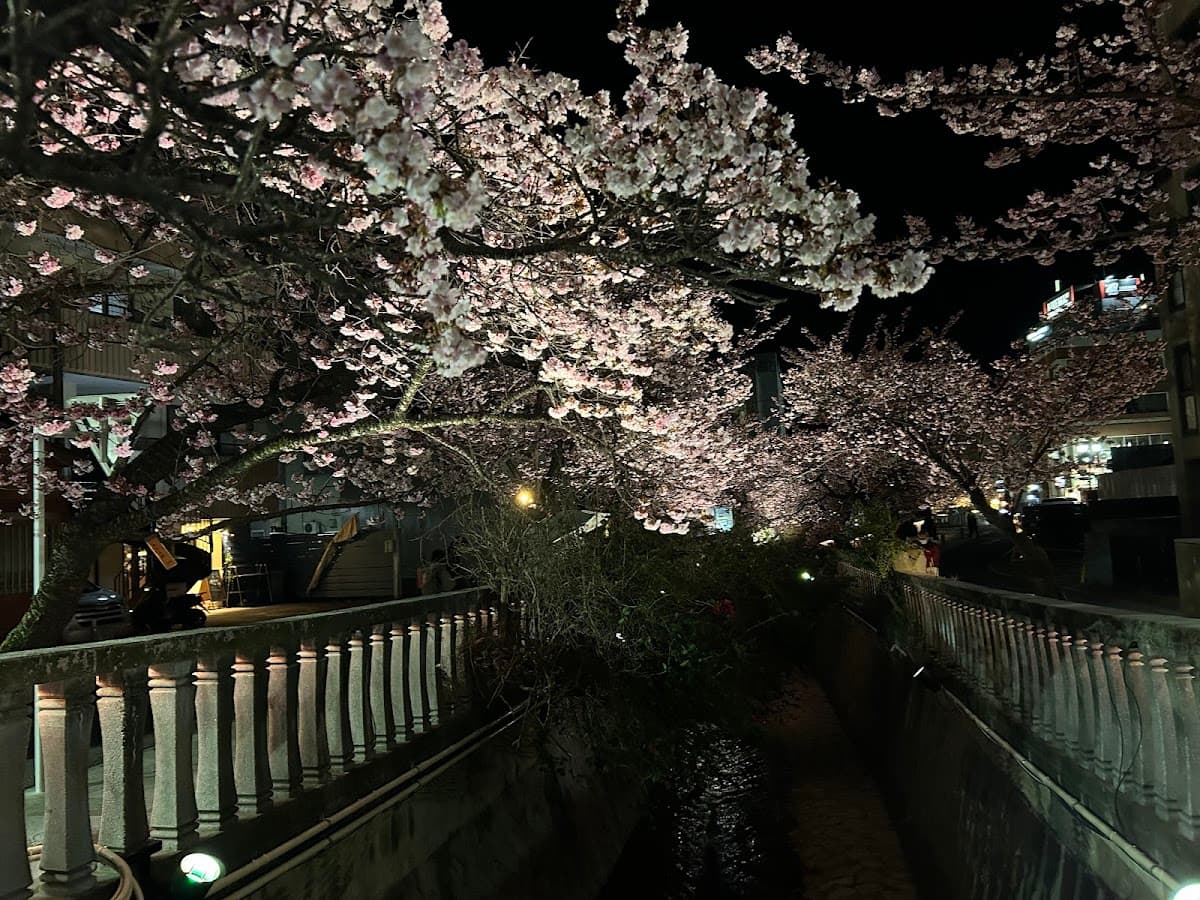 熱海 糸川桜とサンビーチの海辺散歩 の写真 2