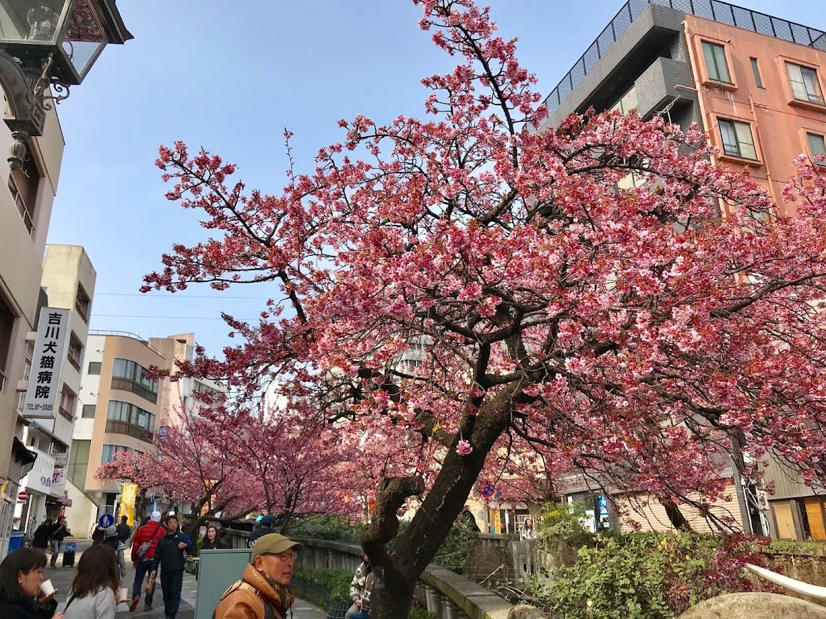 熱海 糸川桜とサンビーチの海辺散歩 の写真 3