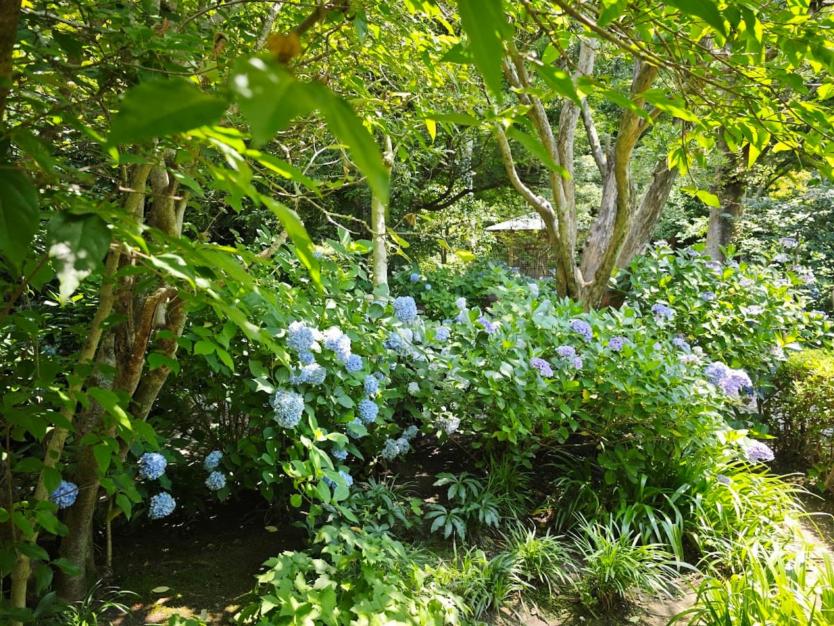葛原岡・大仏ハイキング 鎌倉の山と仏 の写真 3
