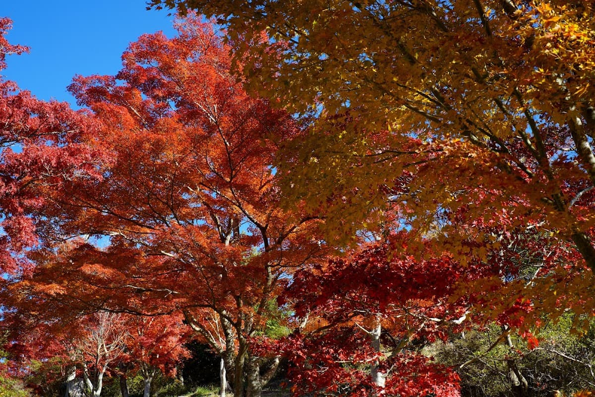 修善寺温泉 竹林の小径と五つの橋めぐり の写真 2