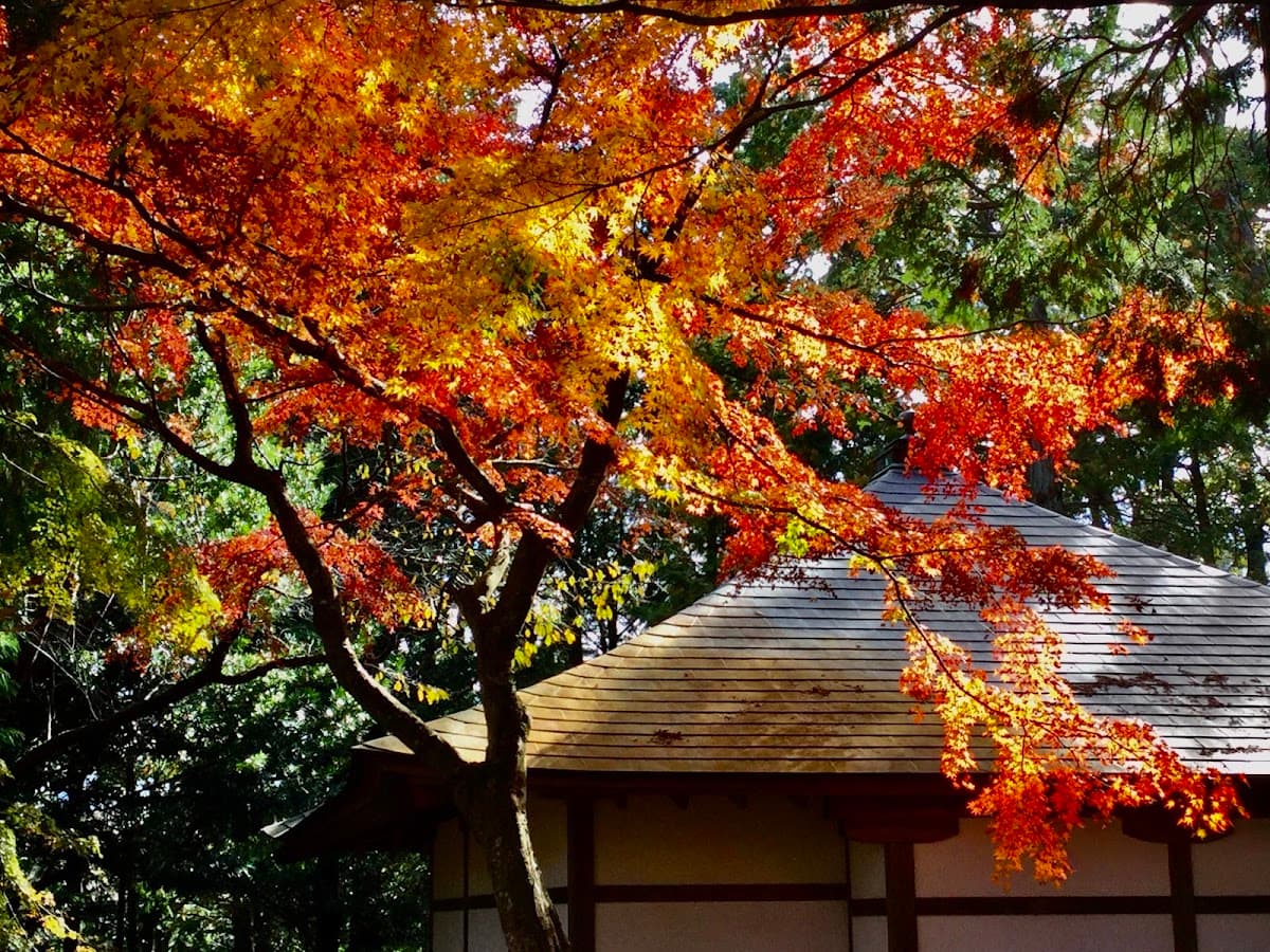 修善寺温泉 竹林の小径と五つの橋めぐり の写真 3